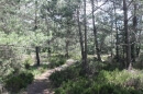 forêt des 3 Pignons